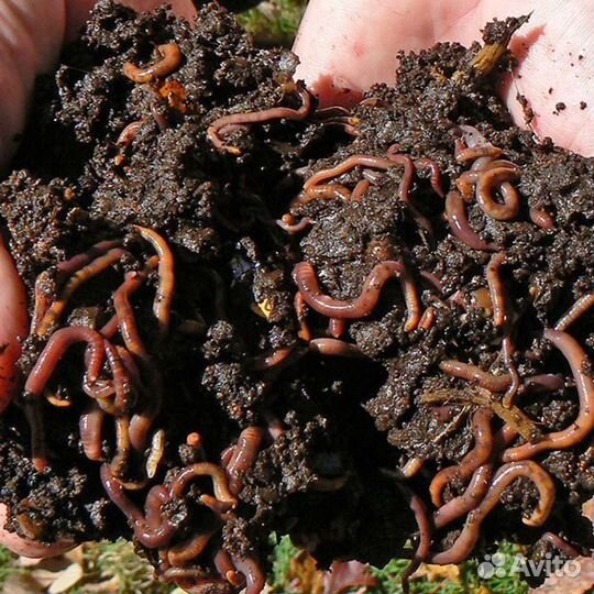 Калифорнийские дождевые черви