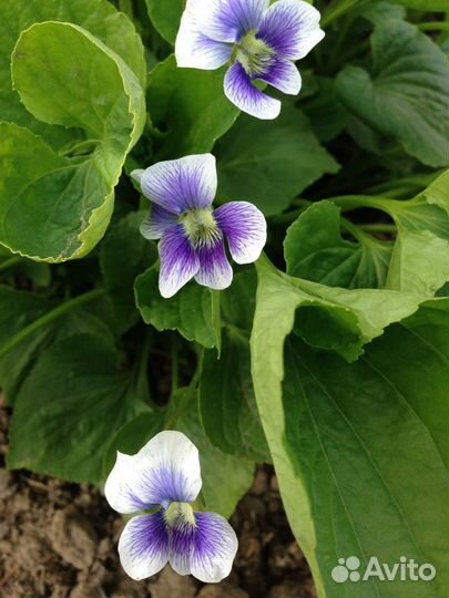 Нарциссы, примула,купальница, вербейник, фиалка