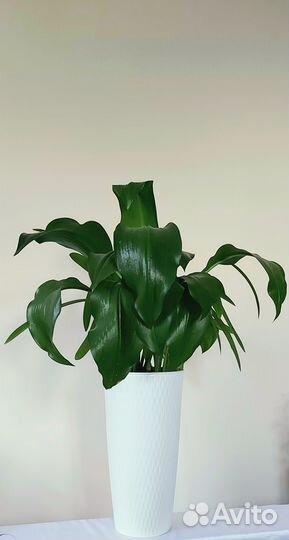 Антуриумдекабристклеродендрум Цветы растения комна