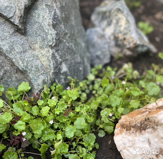 Цимбалярия постенная белая