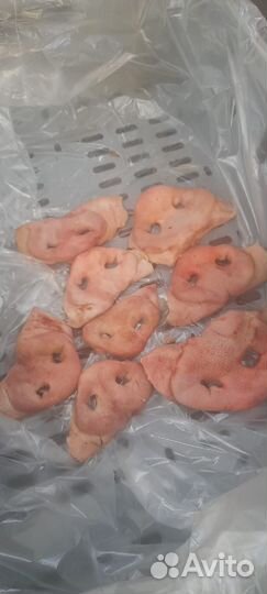 Пятаки свиные