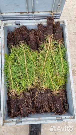 Зкс и окс Сосна Сеянцы Ель Лиственница Кедр