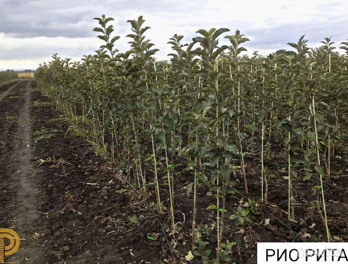 Колышки садовые композитные 12 мм