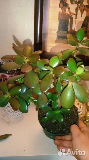 Крассула толстянка