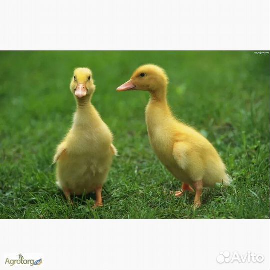 Утята стар 53,ст-5