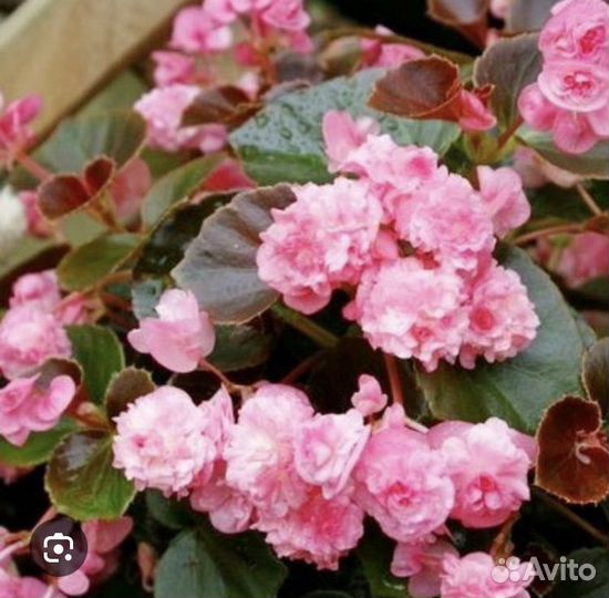 Бегония вечноцветущая