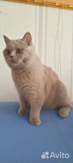 Котик, британец с шотландцем