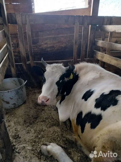 Корова голштинской породы