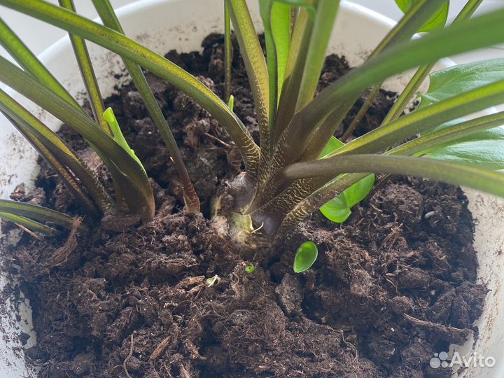 Дримиопсис