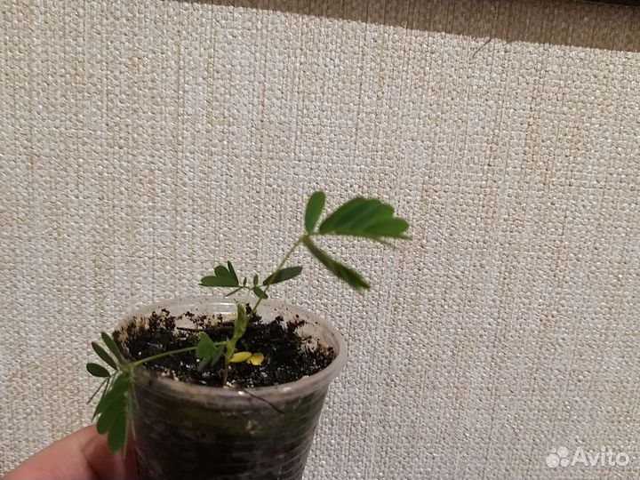 Мимоза стыдливая