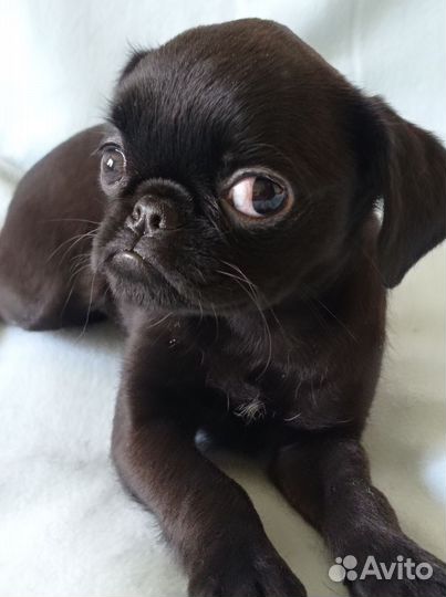 Пти брабансон