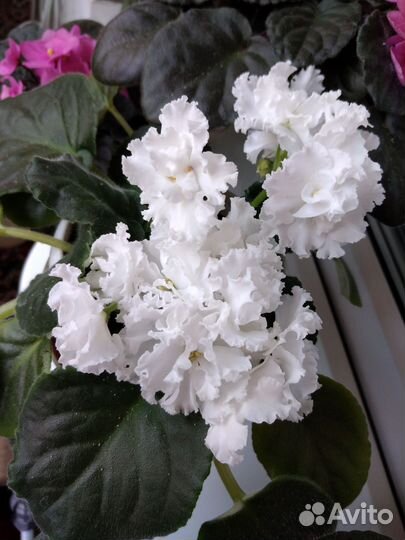 Фиалка белая, розовая