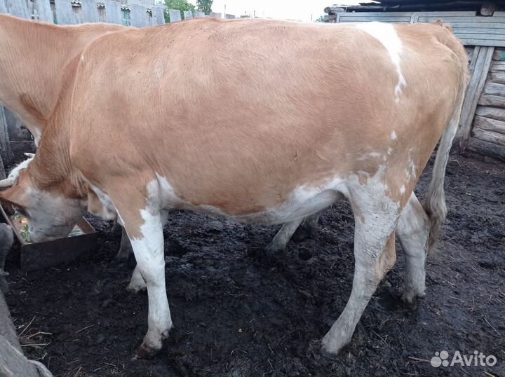 Продается телка 2,5 лет