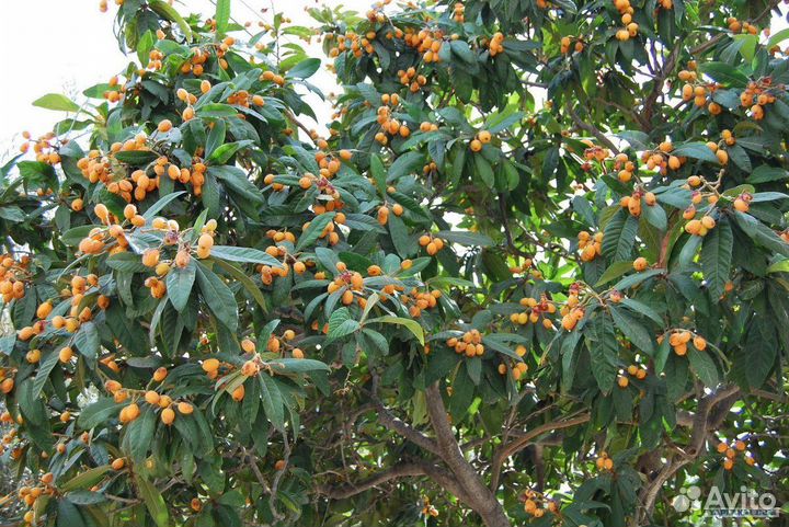 Мушмула Японская