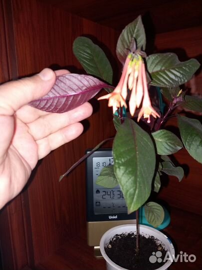 Фуксия. Аглаонемы. Эсхинантус. Мурдания