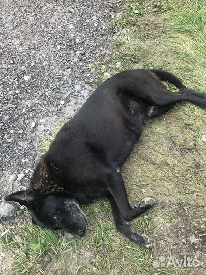 Собачка ищет дом