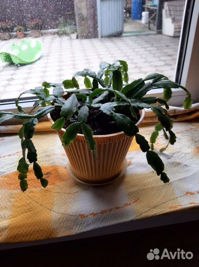 Каланхоэ,декабрист, традесканция, алоэ