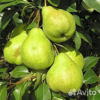 Груша. Саженцы. Сорта в ассортименте