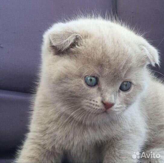 Кот на вязку, Шотландский фолд, опытный