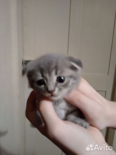 Кошки породистые