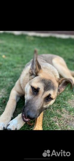 Собаки в добрые и любящие руки