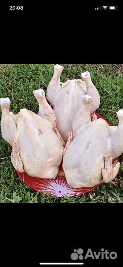 Цыплята - корнишоны цыплята табака тушки цыплят