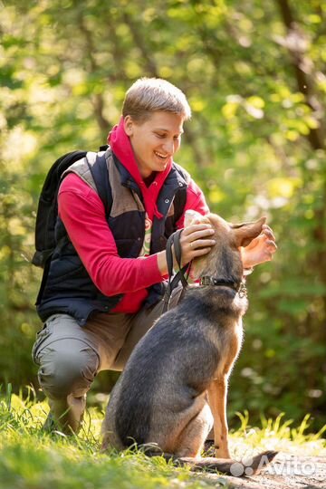 Собака в добрые руки