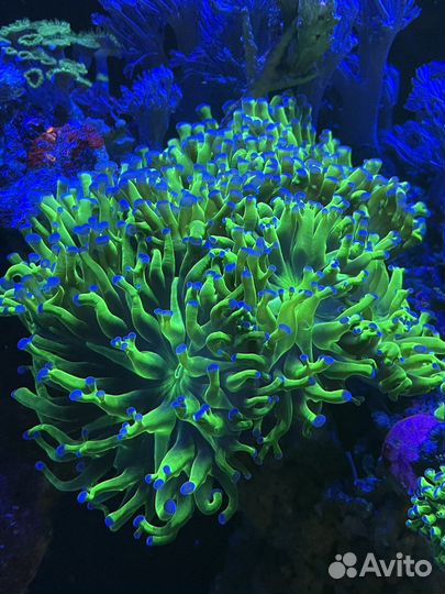Морские кораллы для аквариума