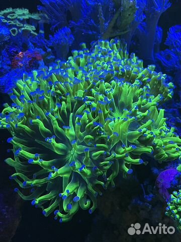 Морские кораллы для аквариума
