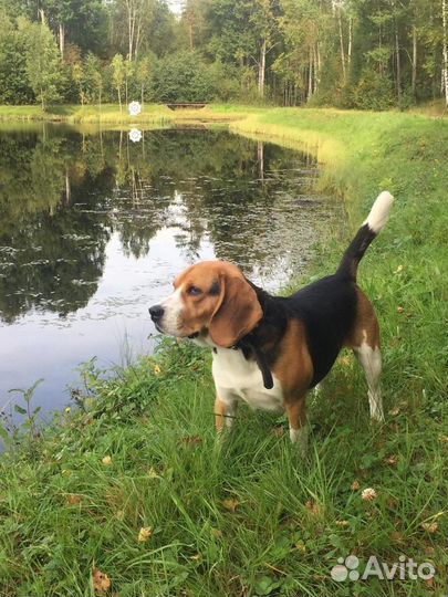 Вязка кобель бигль