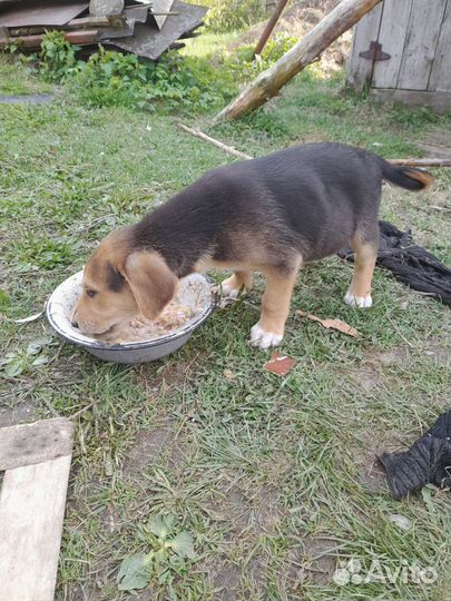 Русская гончая