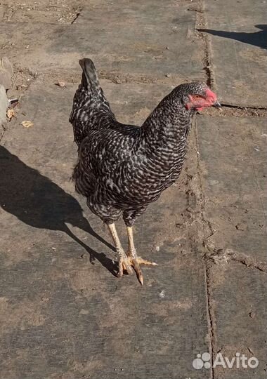 Молодые петухи