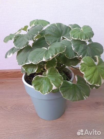 Пеларгония