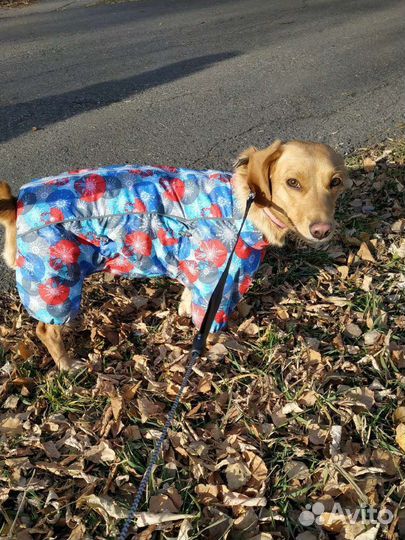 Комбинезон для средней собаки
