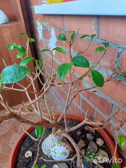 Фикус бансай