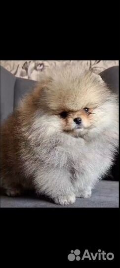 Померанский шпиц