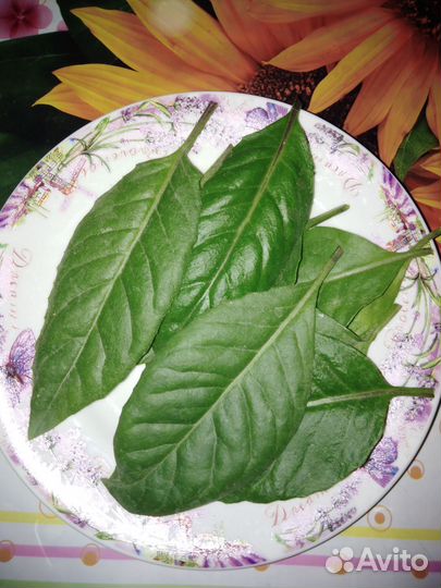 Листья джинуры