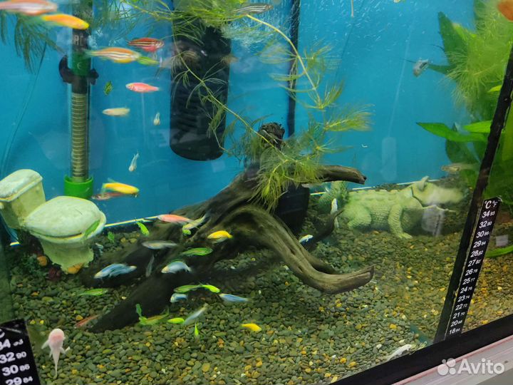 Аквариумные рыбки