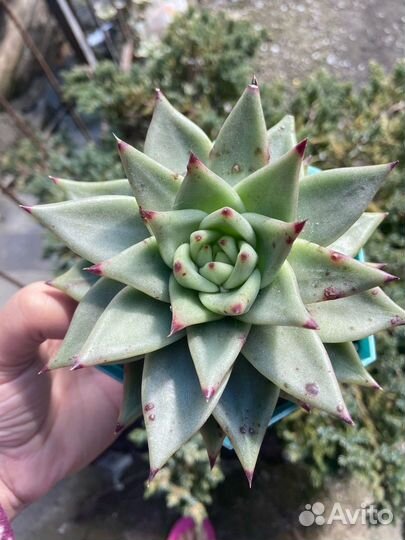 Суккуленты