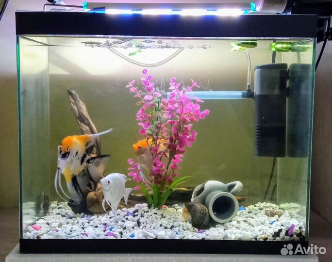 Аквариумные рыбки