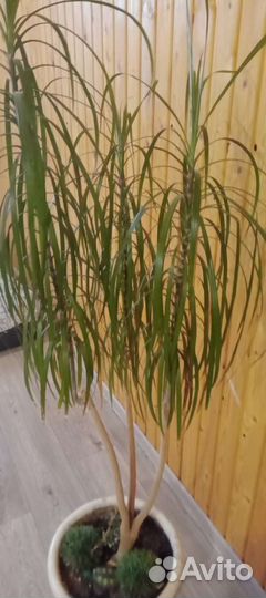 Драцена маргината пальма