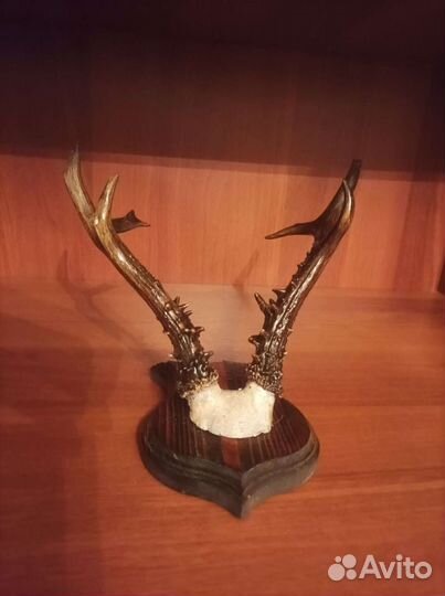 Рога косули