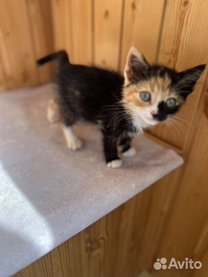 Котенок девочка бесплатно