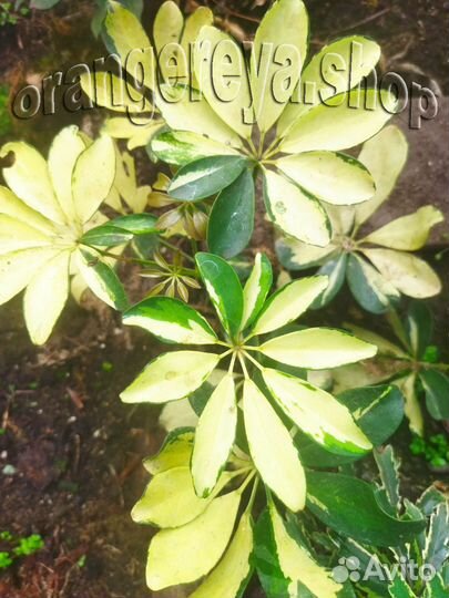 Шеффлера вариегатная Жанин Лимонная Белая