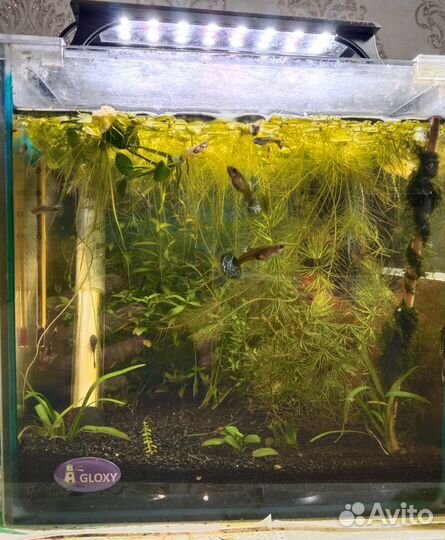 Аквариум