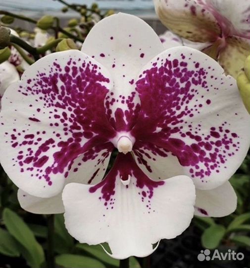 Phal. Miki Dance / phal. White swan