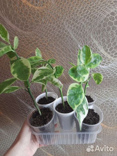 Педилантус