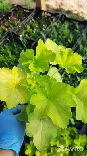 Гортензии,пионы,многолетние цветы,кустарники