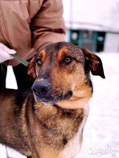 Собака в добрые руки из приюта бесплатно