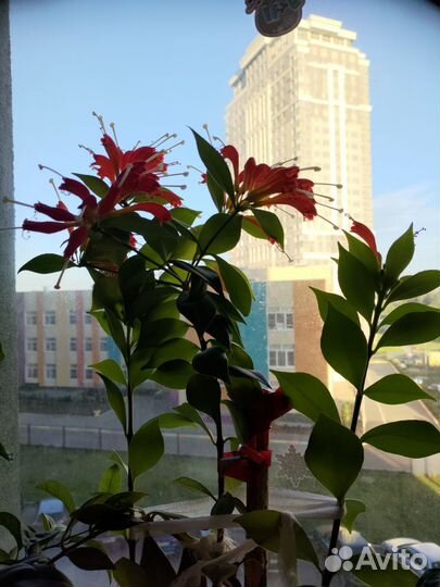 Эсхинантус жар птица